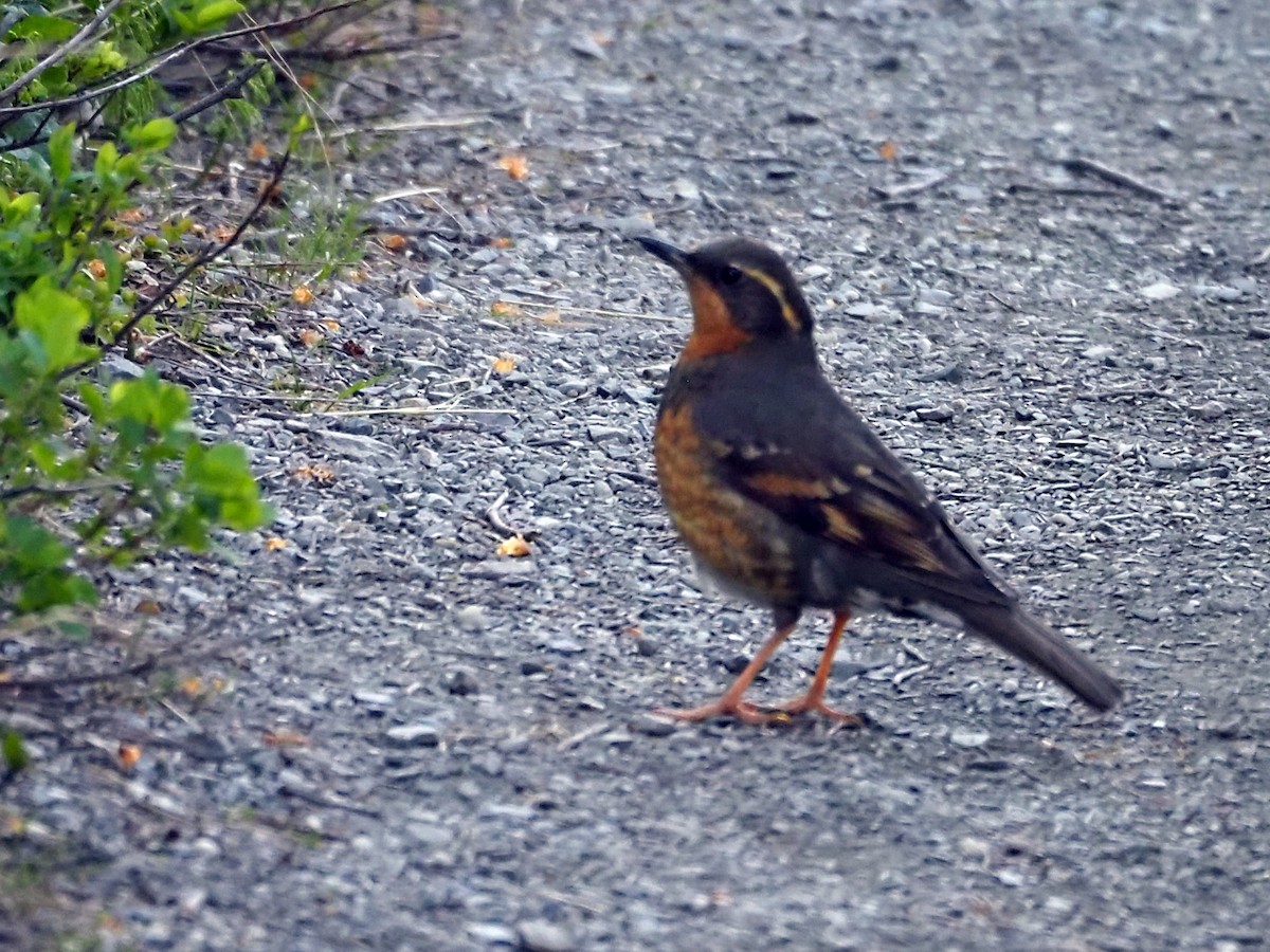 Varied Thrush - ML620679762