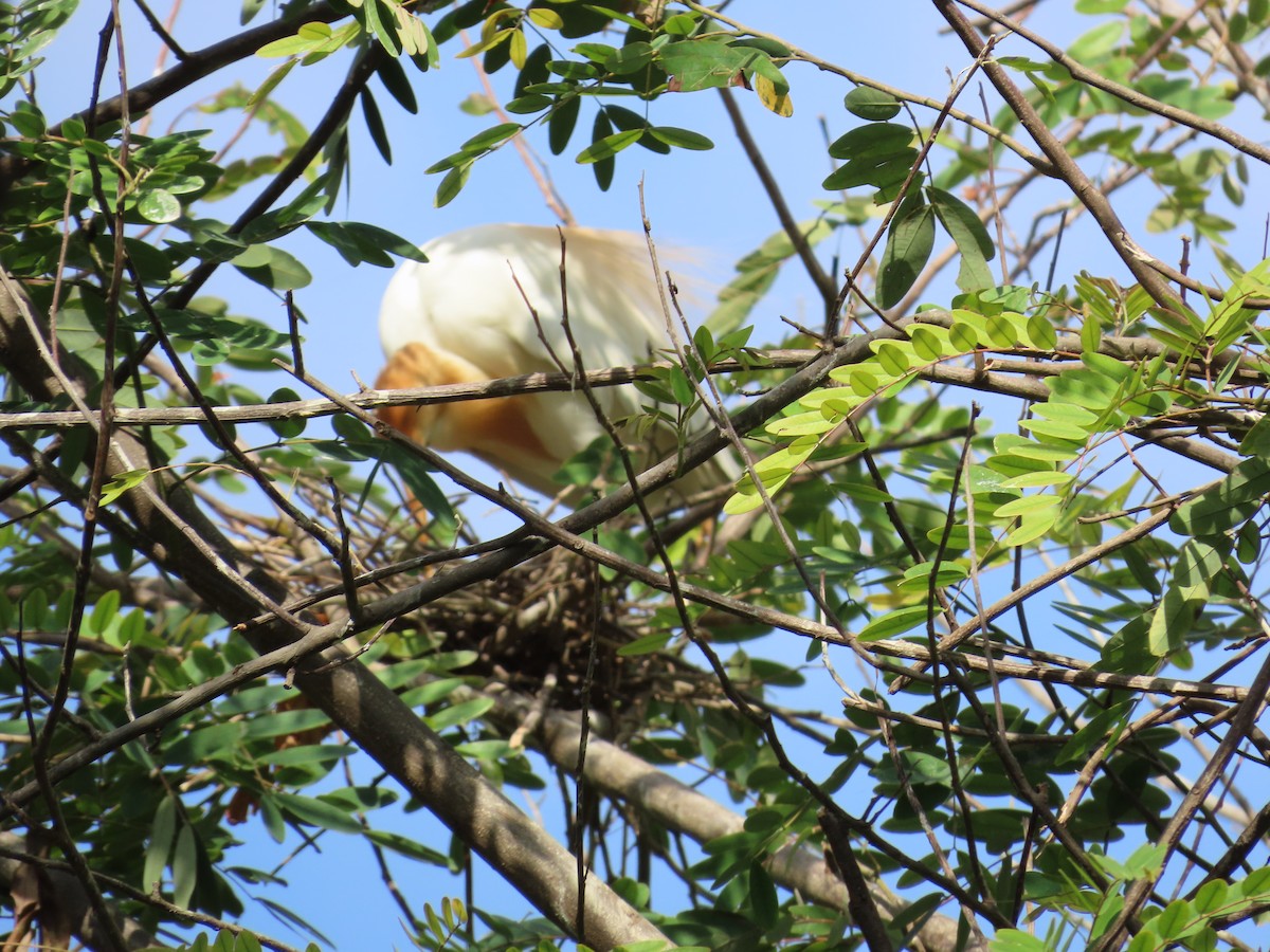 Eastern Cattle Egret - Shilpa Gadgil