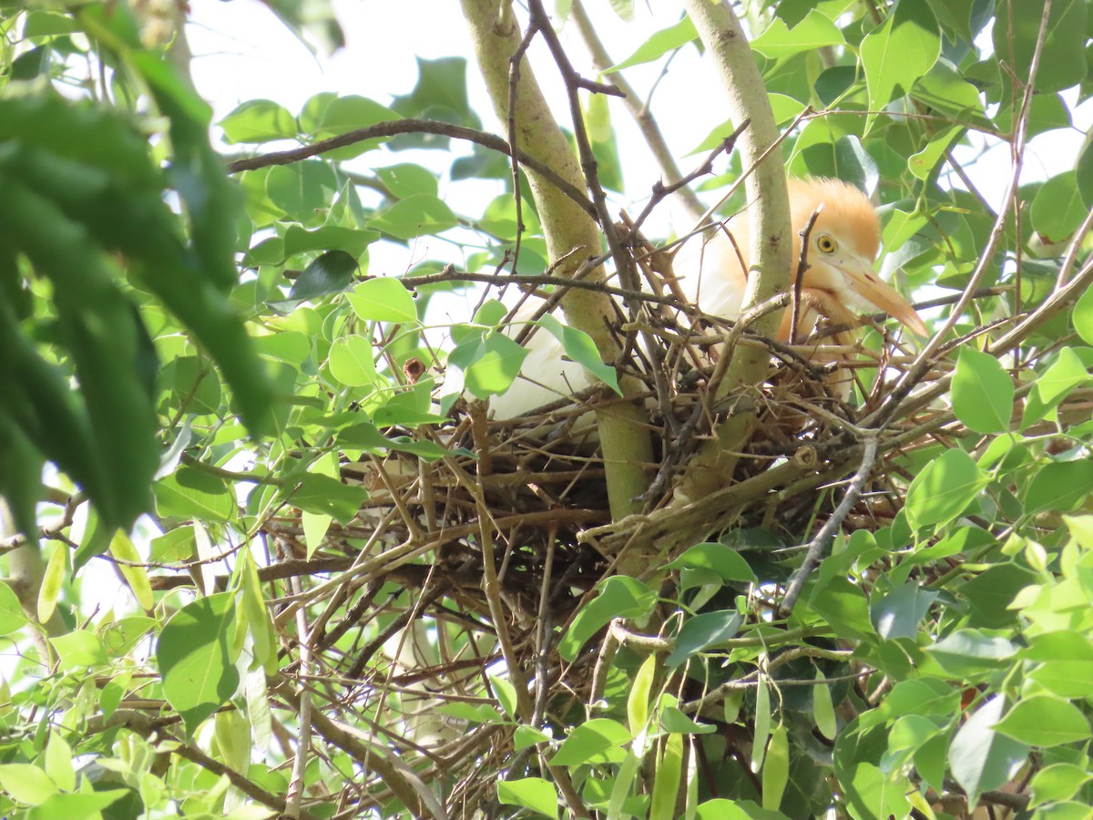 Eastern Cattle Egret - ML620679766