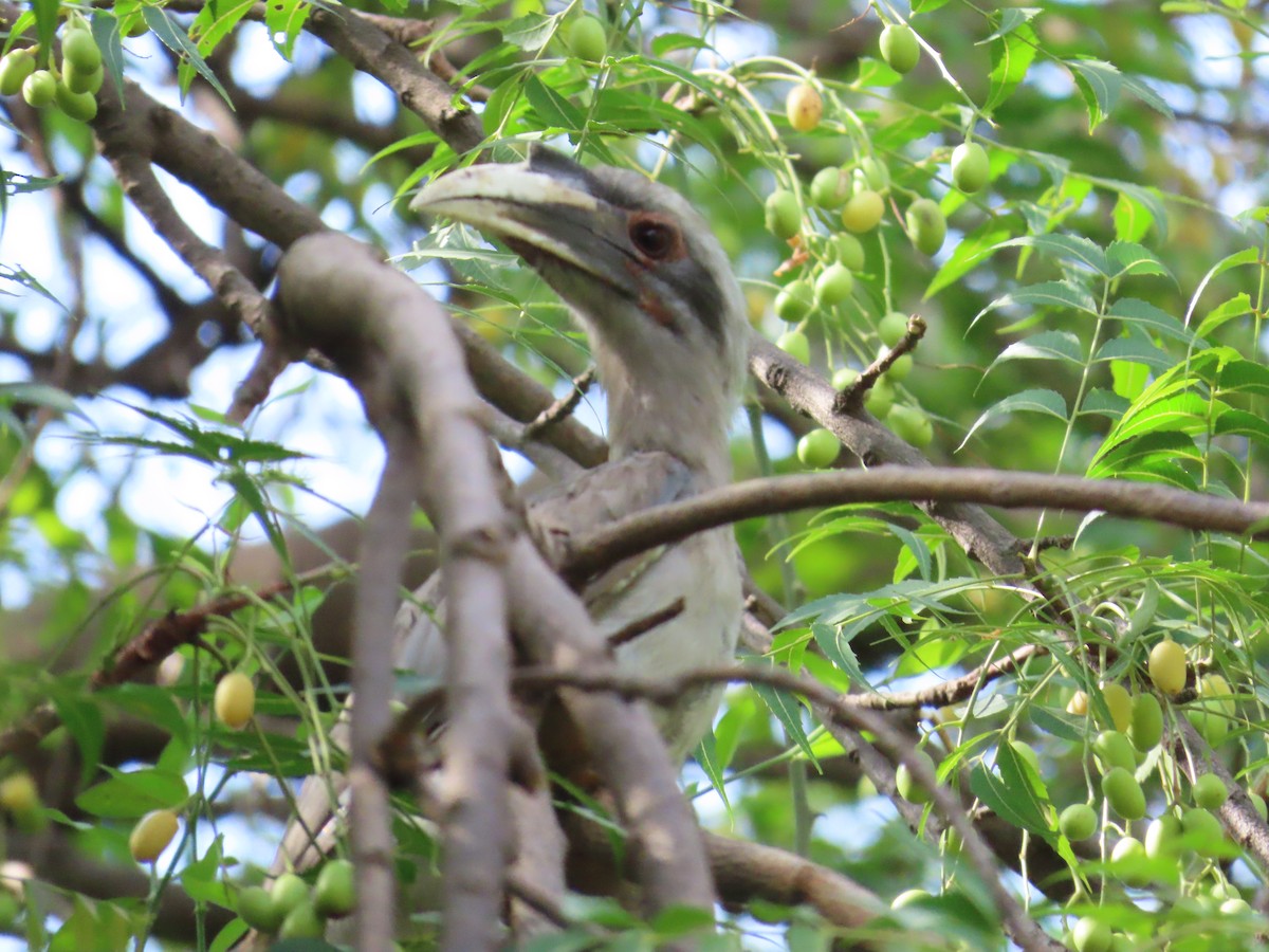 Indian Gray Hornbill - ML620679770