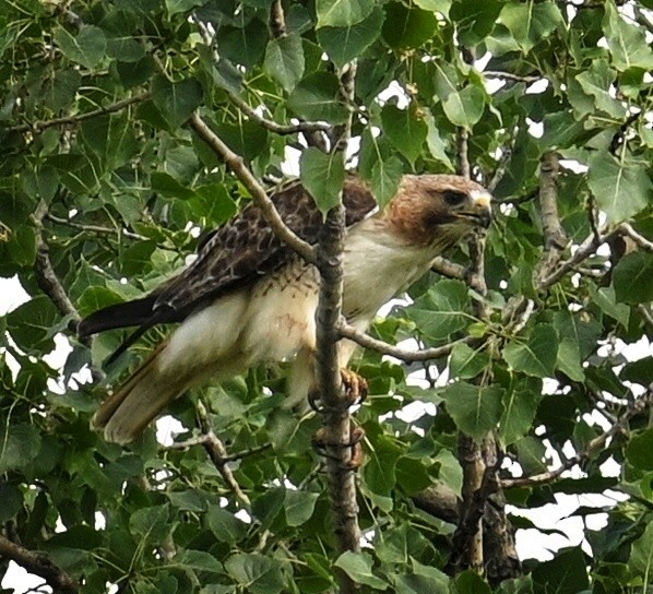 Red-tailed Hawk - ML620679773