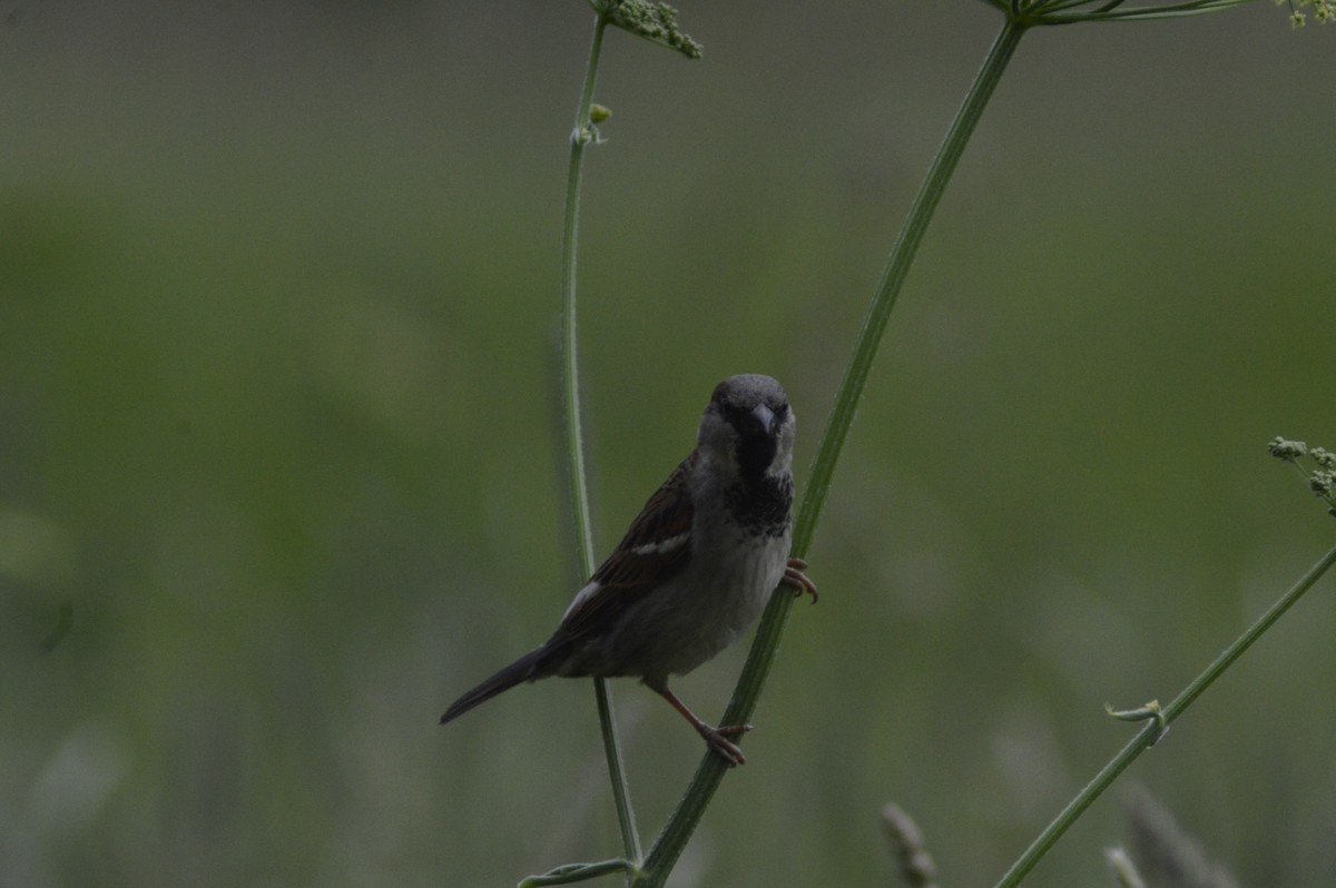 Moineau domestique - ML620679775