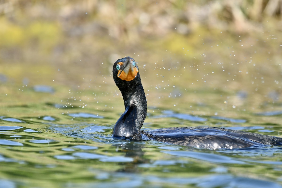 Double-crested Cormorant - Sue Palmer