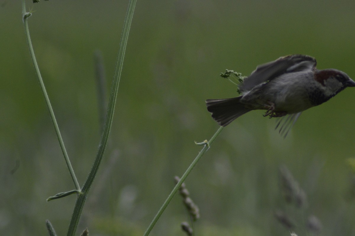 House Sparrow - ML620679783