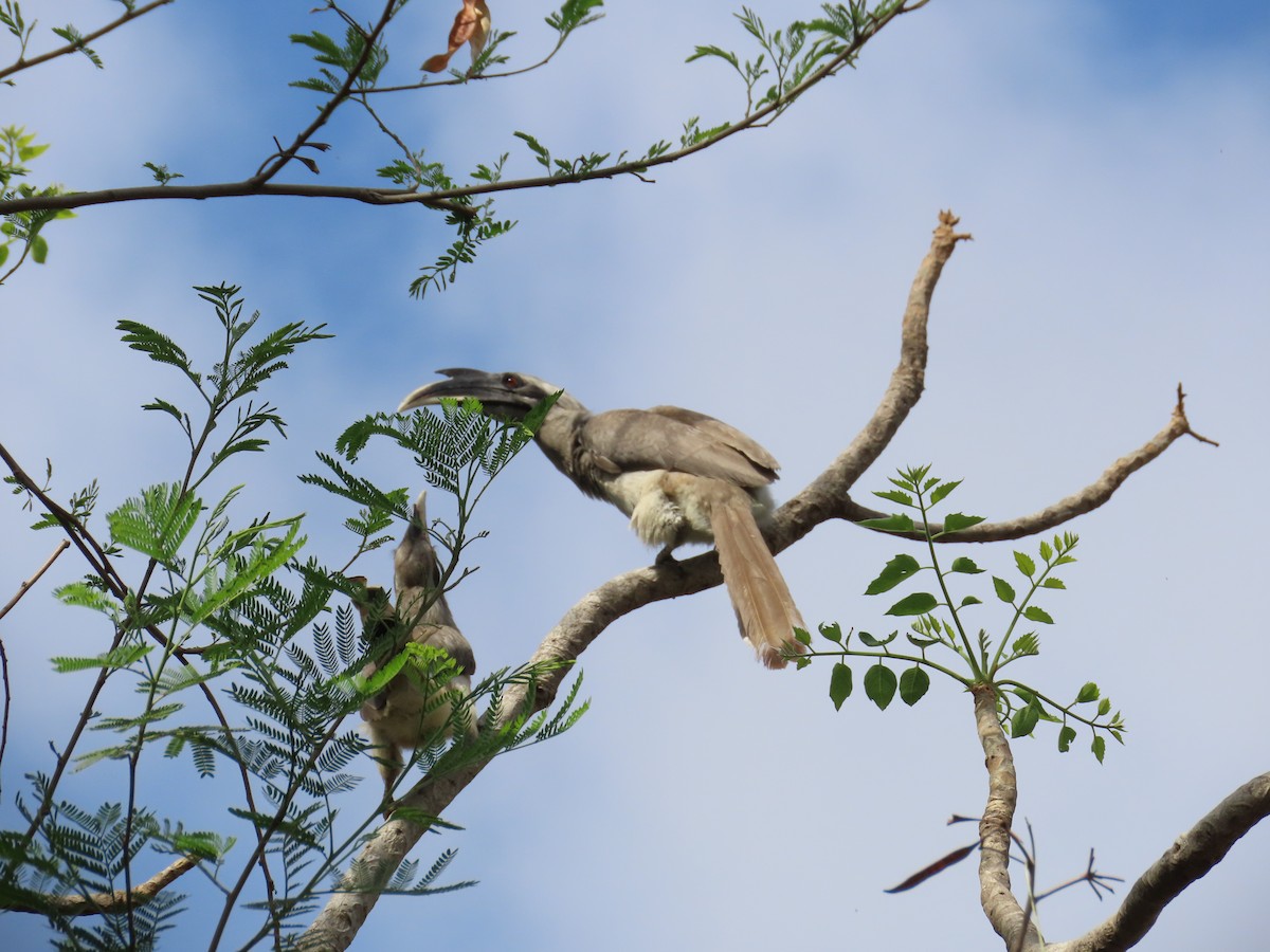 Indian Gray Hornbill - ML620679785