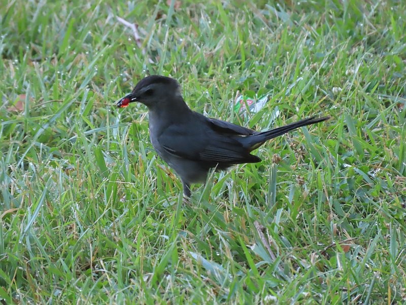 Gray Catbird - ML620679795