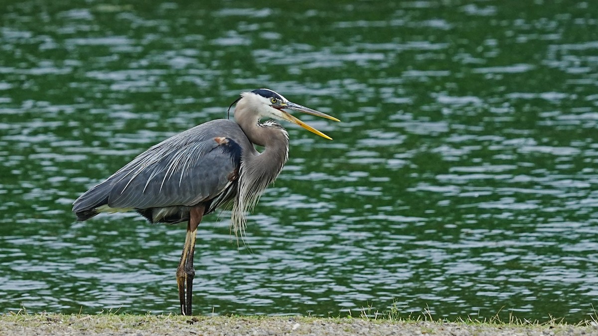 Garza Azulada - ML620679802