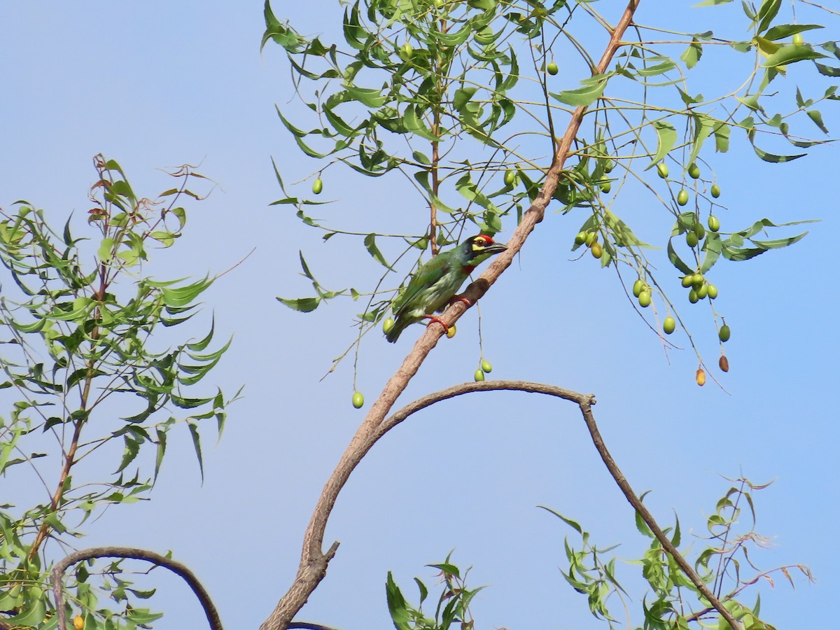 Al Göğüslü Barbet - ML620679803