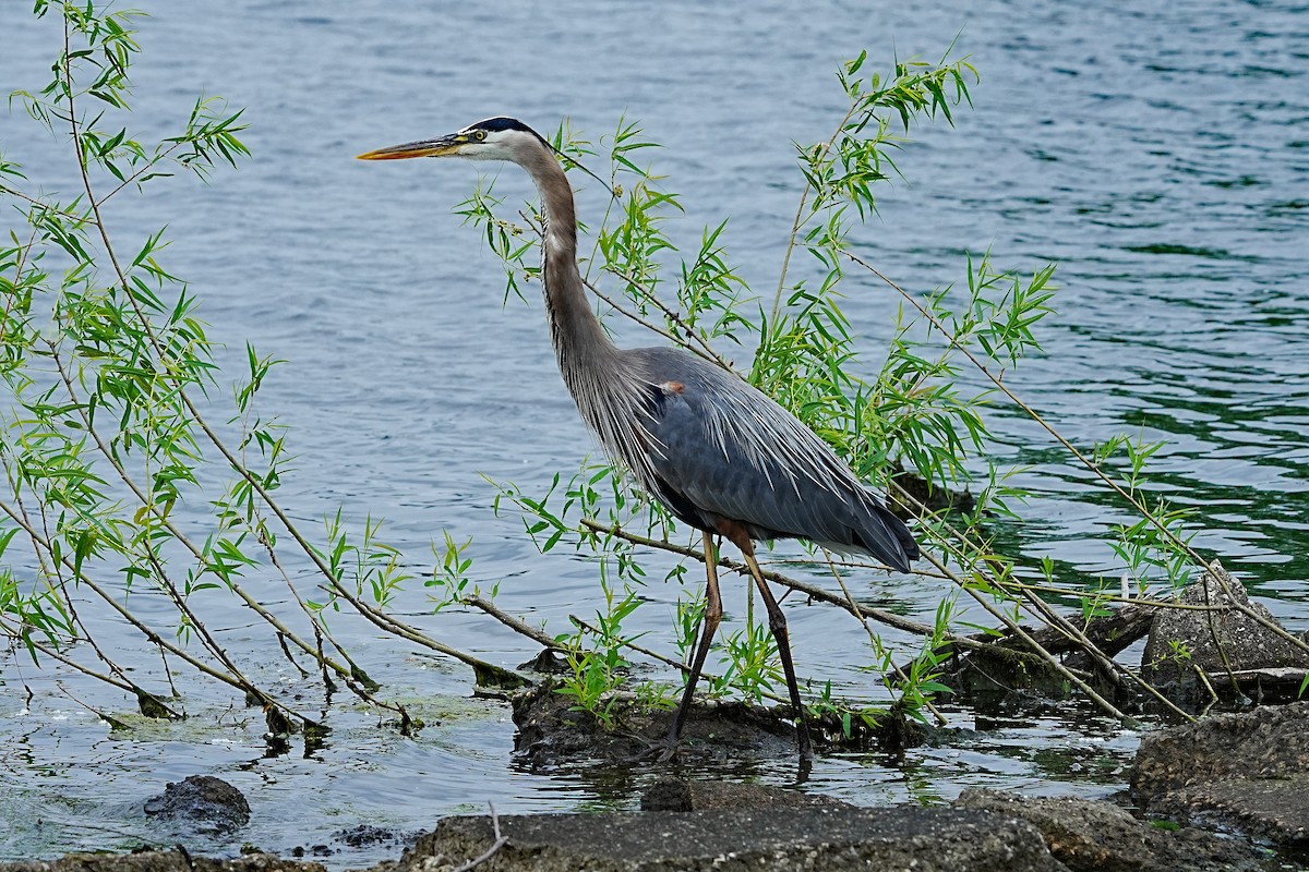 Garza Azulada - ML620679805