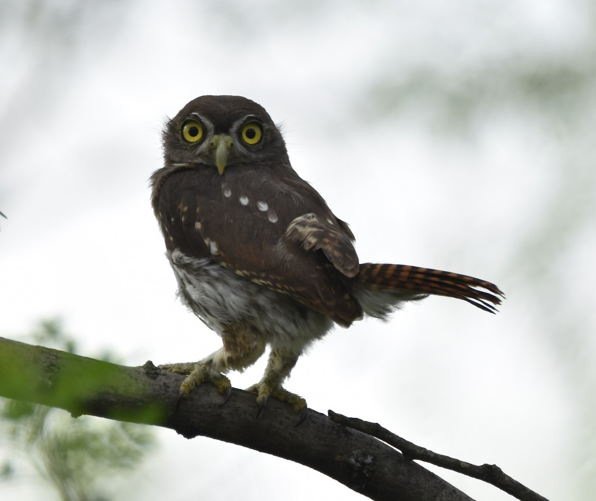 Ferruginous Pygmy-Owl - ML620679822