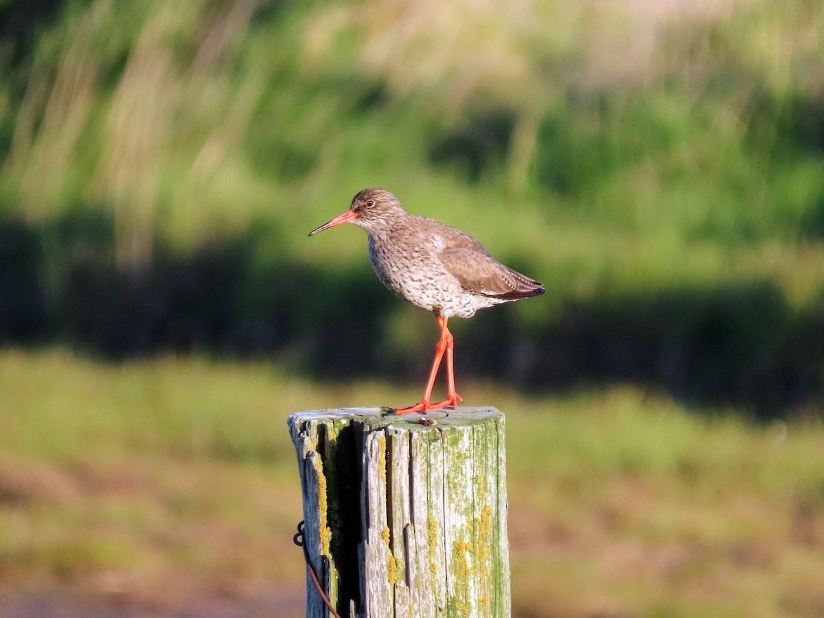 Common Redshank - ML620679825