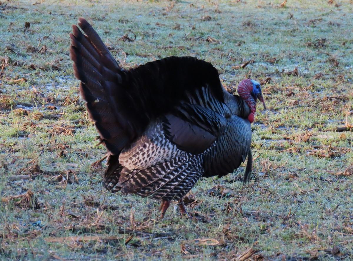 Wild Turkey - ML620679826