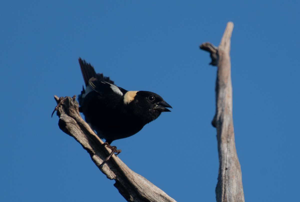 bobolink americký - ML620679827