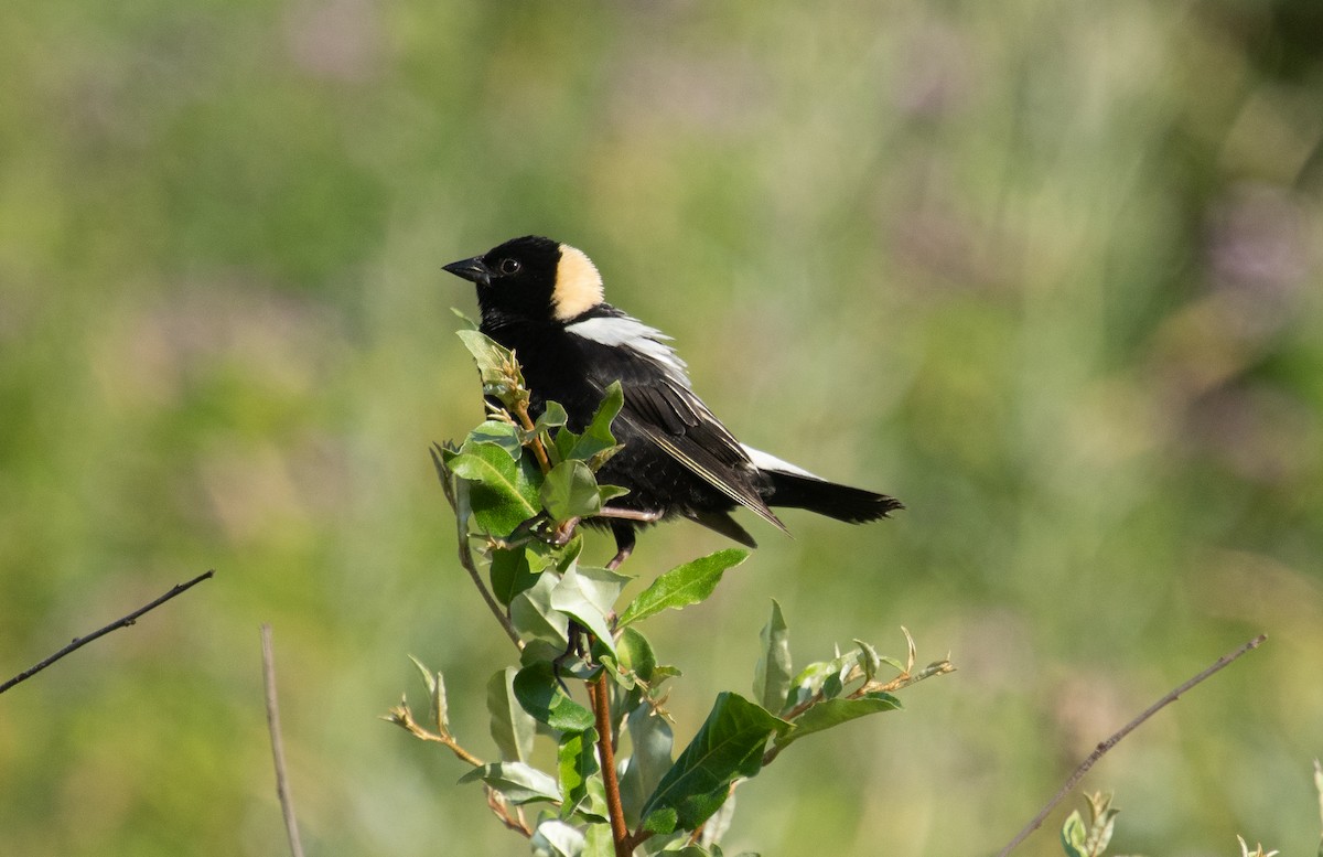 bobolink americký - ML620679828