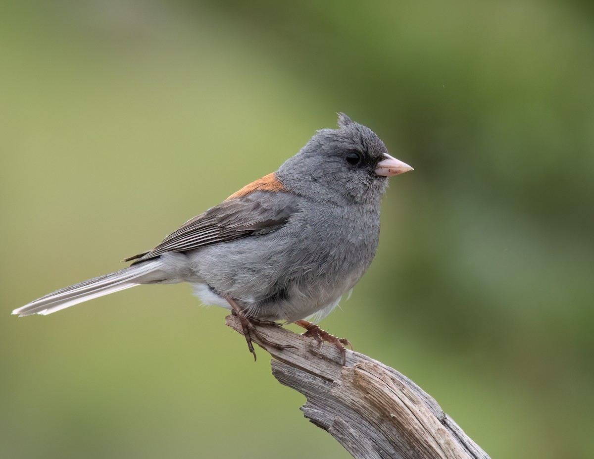 Dark-eyed Junco (Gray-headed) - ML620679832