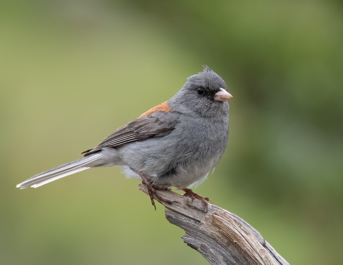 Junco ardoisé (caniceps) - ML620679833