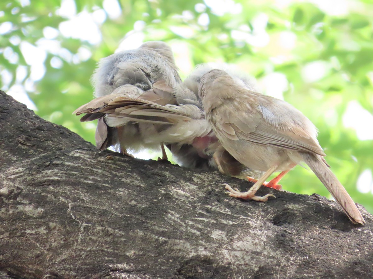 Jungle Babbler - ML620679834