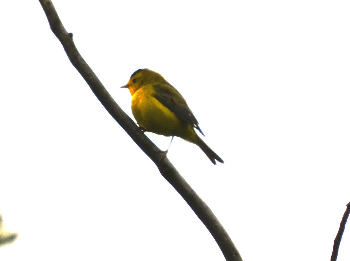 Wilson's Warbler - ML620679842