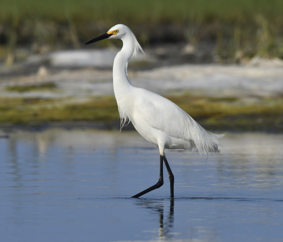 Snowy Egret - ML620679843