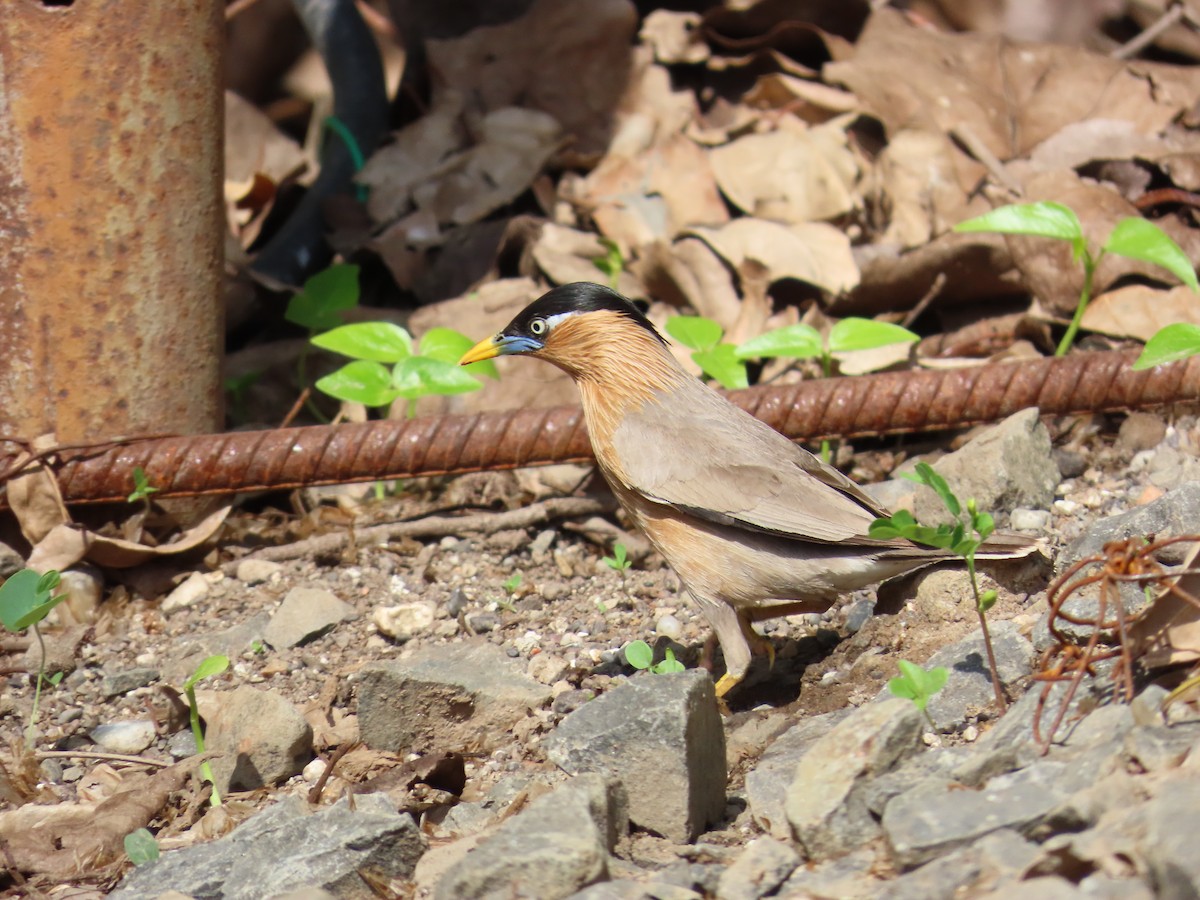 Brahminy Starling - ML620679844