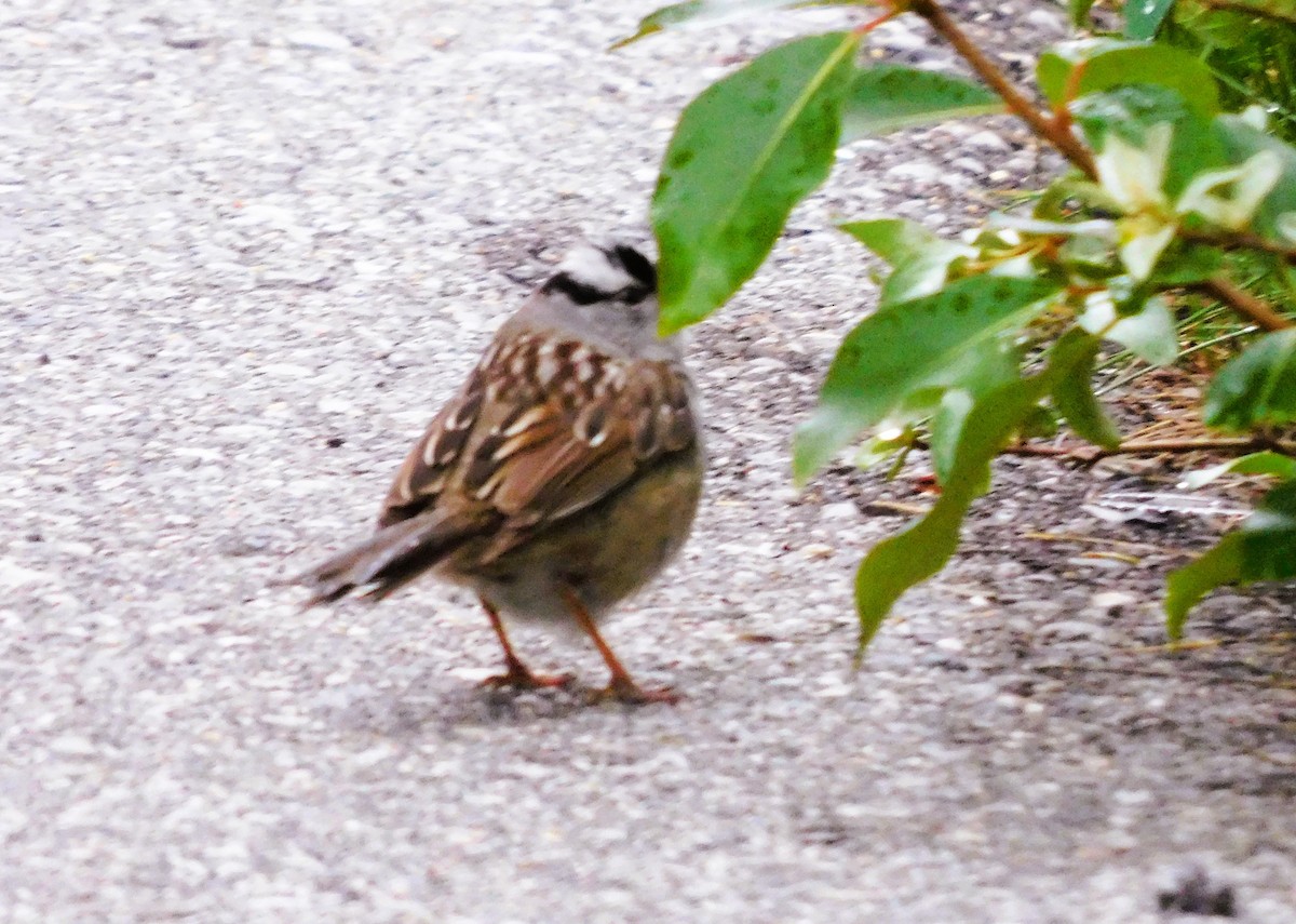 White-crowned Sparrow - ML620679849