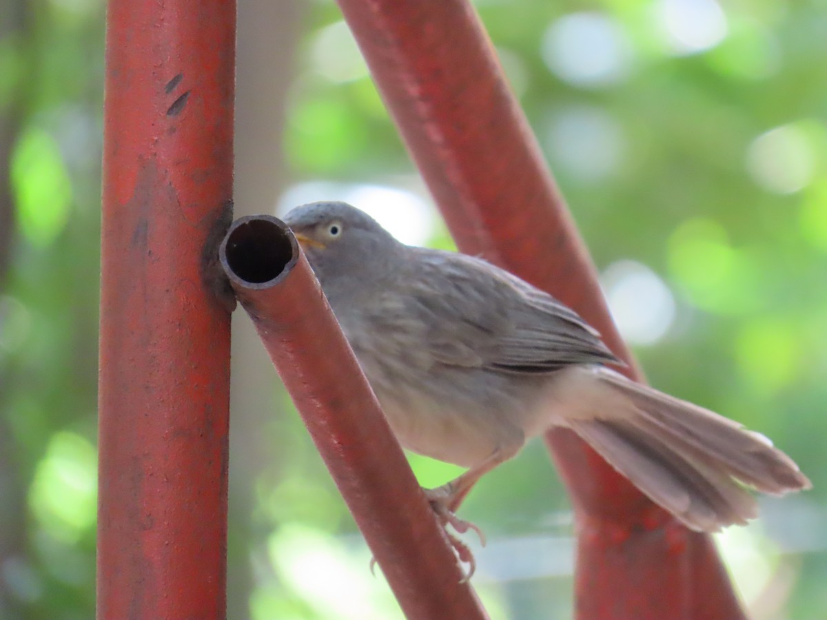 Jungle Babbler - ML620679850