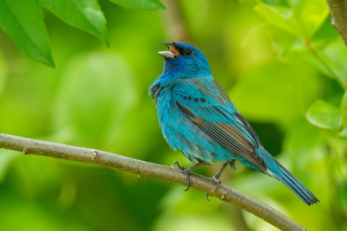 Indigo Bunting - ML620679855