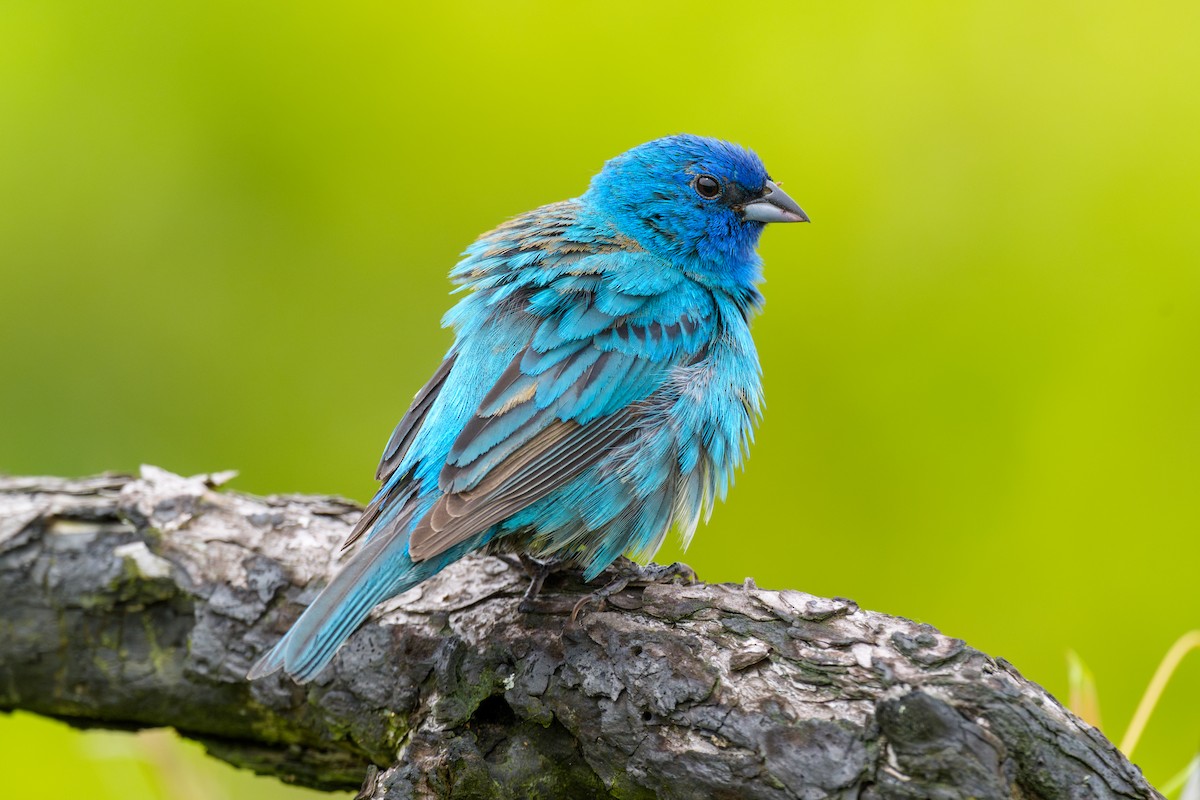 Indigo Bunting - ML620679856