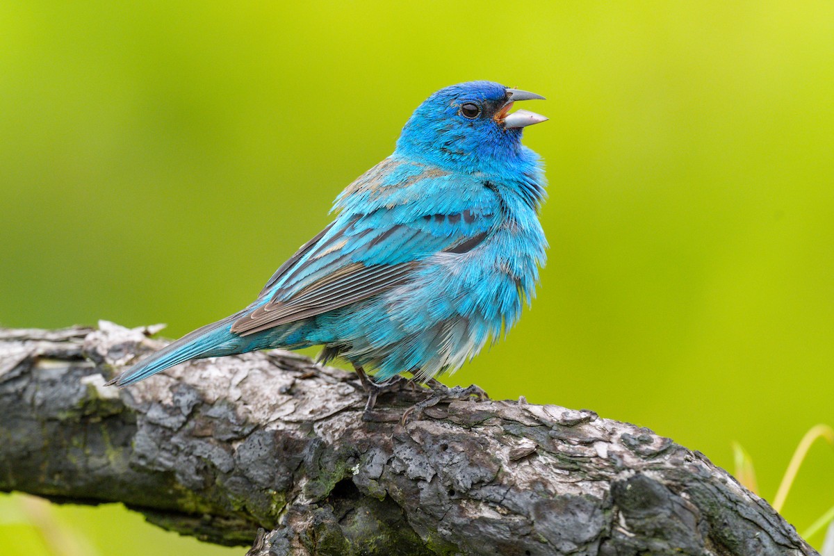 Indigo Bunting - ML620679859