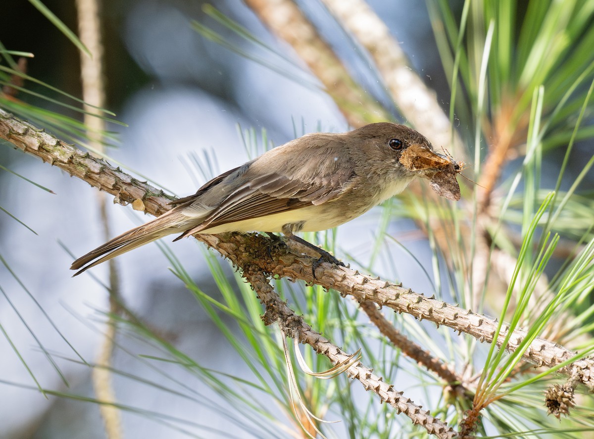 Eastern Phoebe - ML620679860