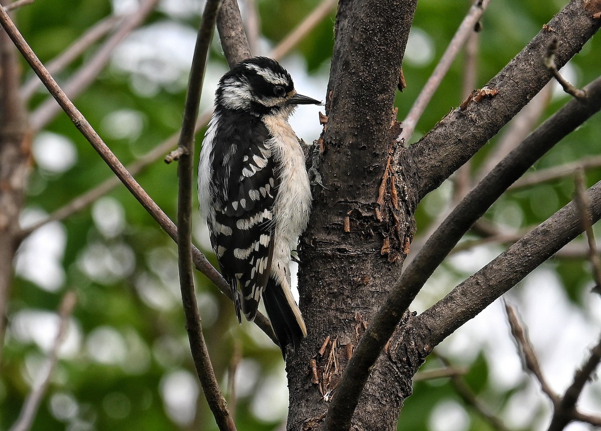 Downy Woodpecker - ML620679861