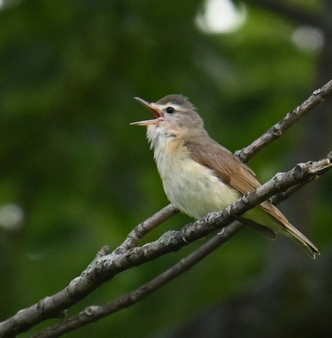 Warbling Vireo - ML620679865