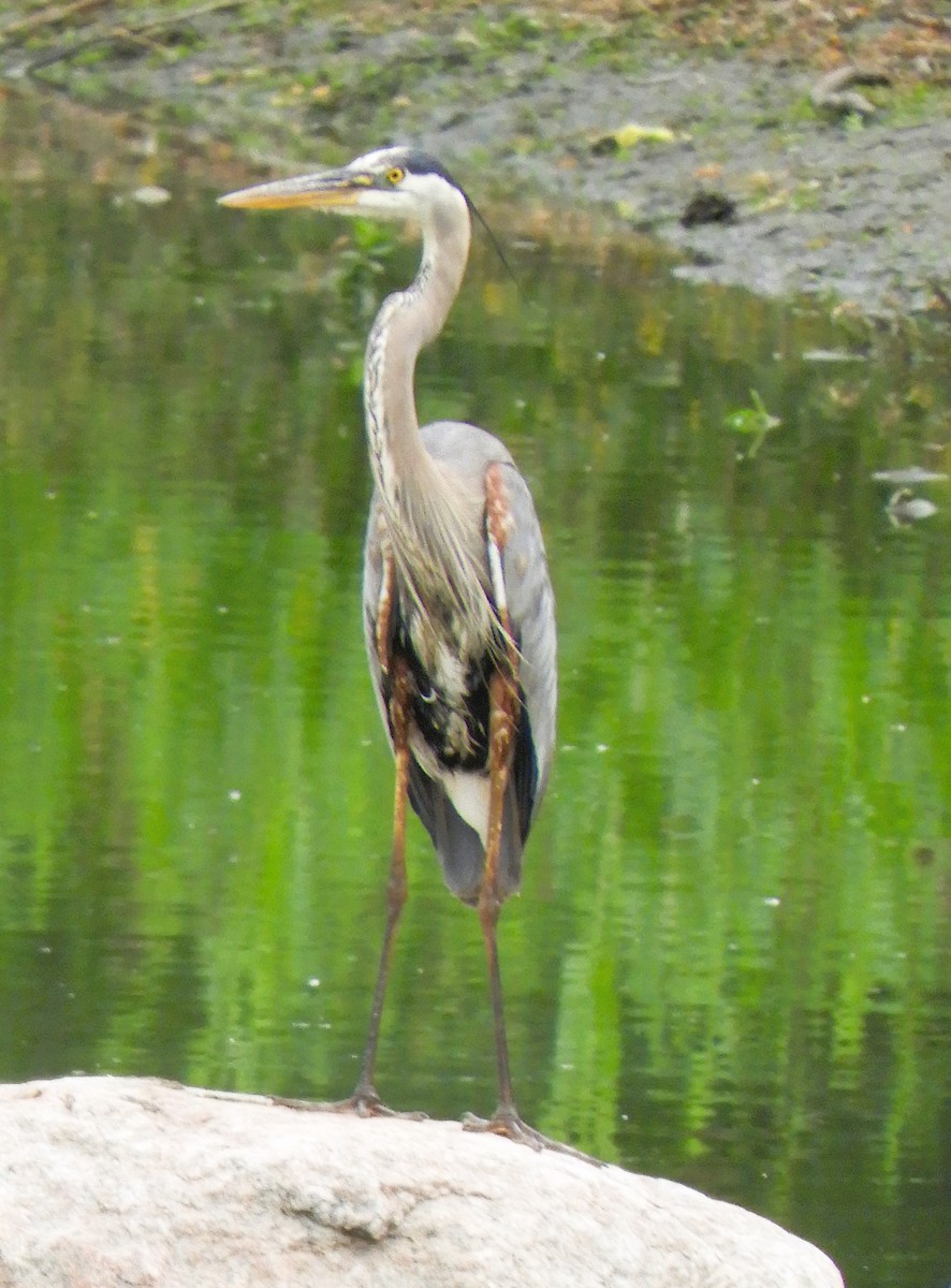 Great Blue Heron - JaniceAndKeith Moreau