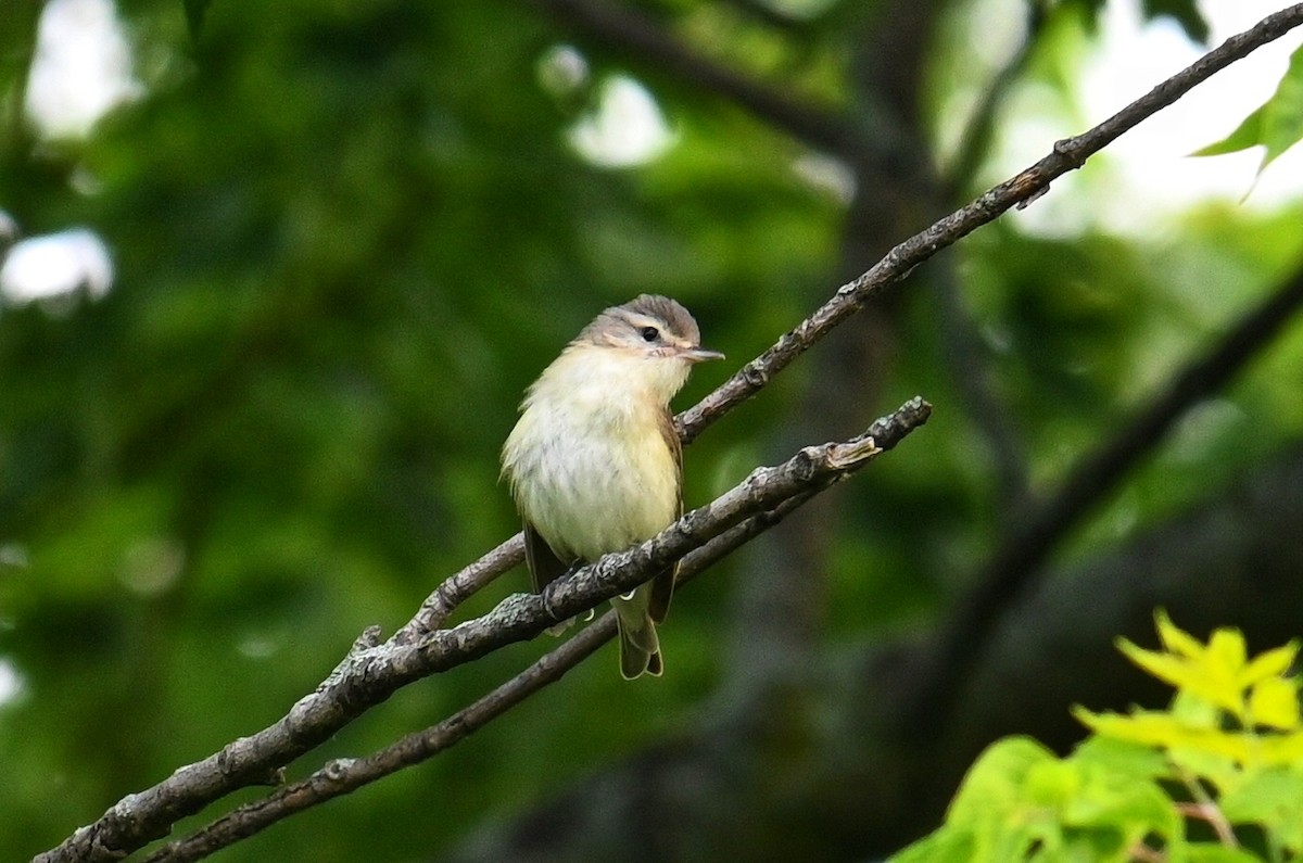 Warbling Vireo - ML620679880