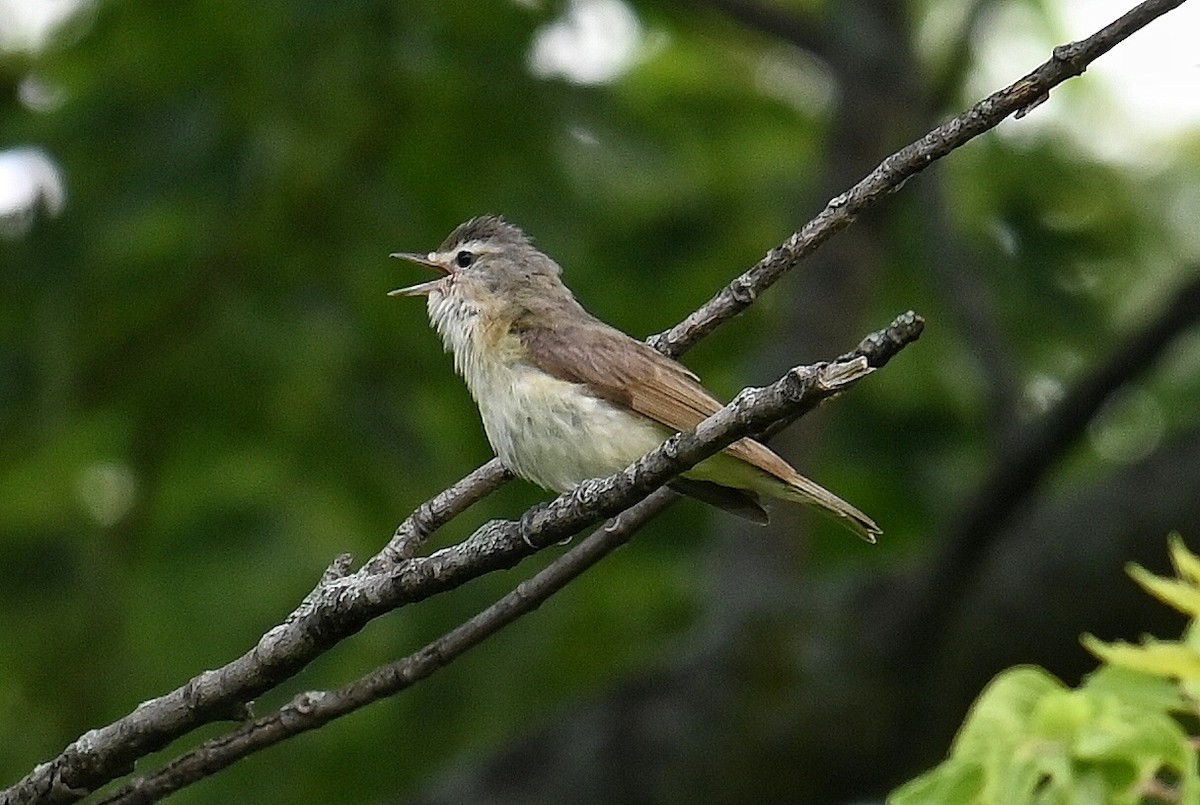 Warbling Vireo - ML620679881