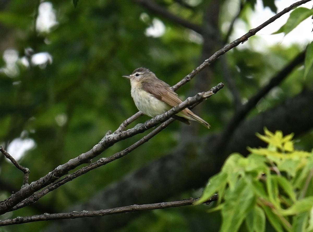 Warbling Vireo - ML620679883