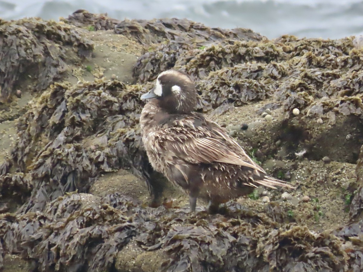 Harlequin Duck - ML620679885