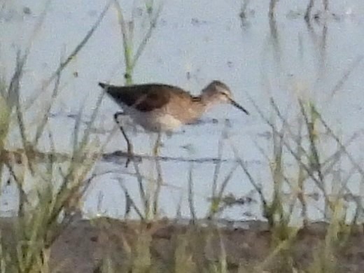 Wood Sandpiper - ML620679888