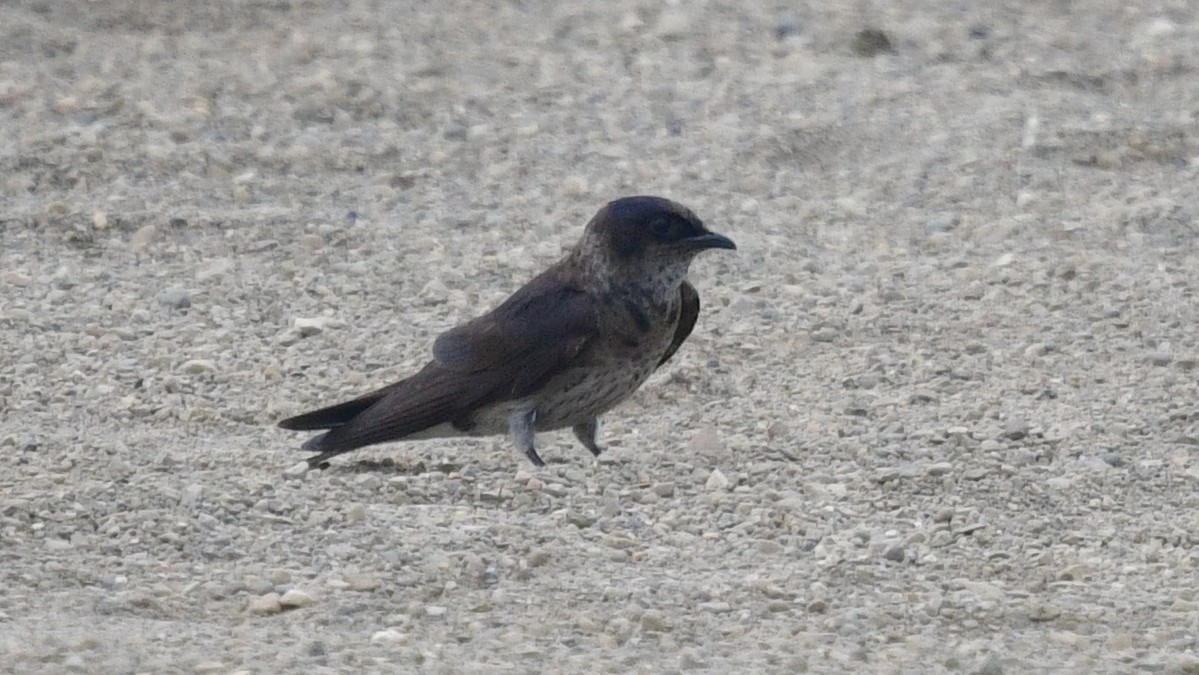 Purple Martin - ML620679889