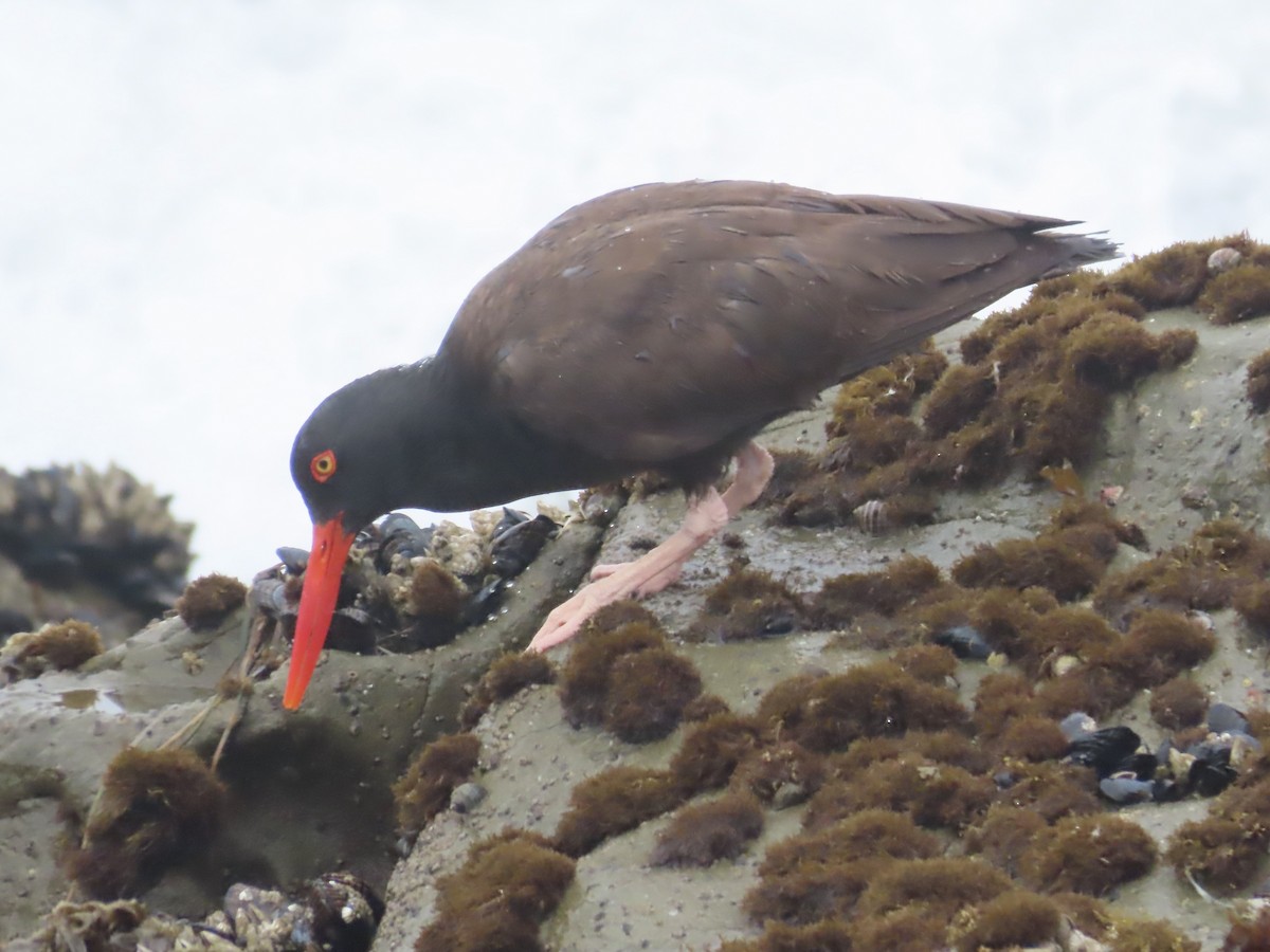 Black Oystercatcher - ML620679890