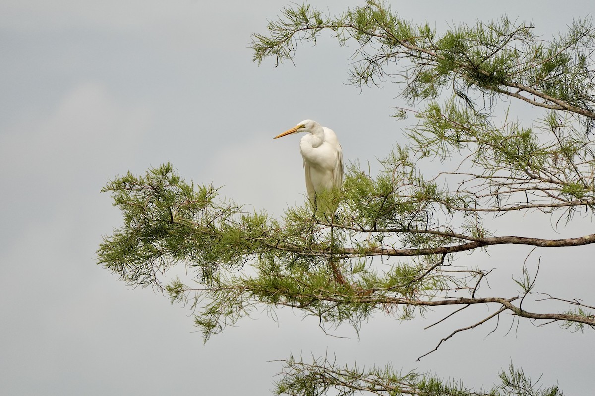 Great Egret - ML620679893