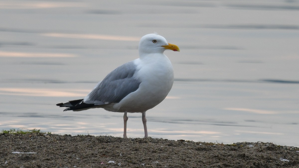 Gaviota Argéntea - ML620679894