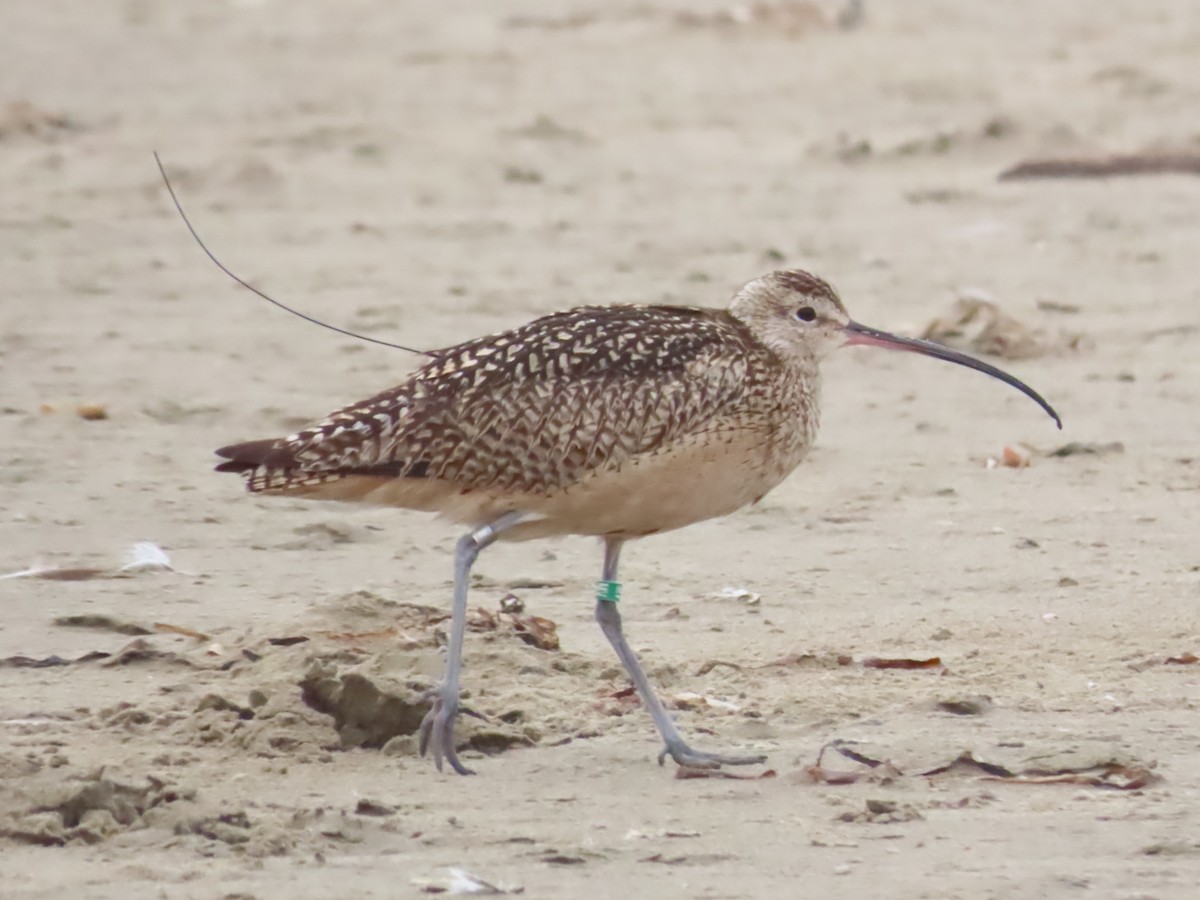 Long-billed Curlew - ML620679896