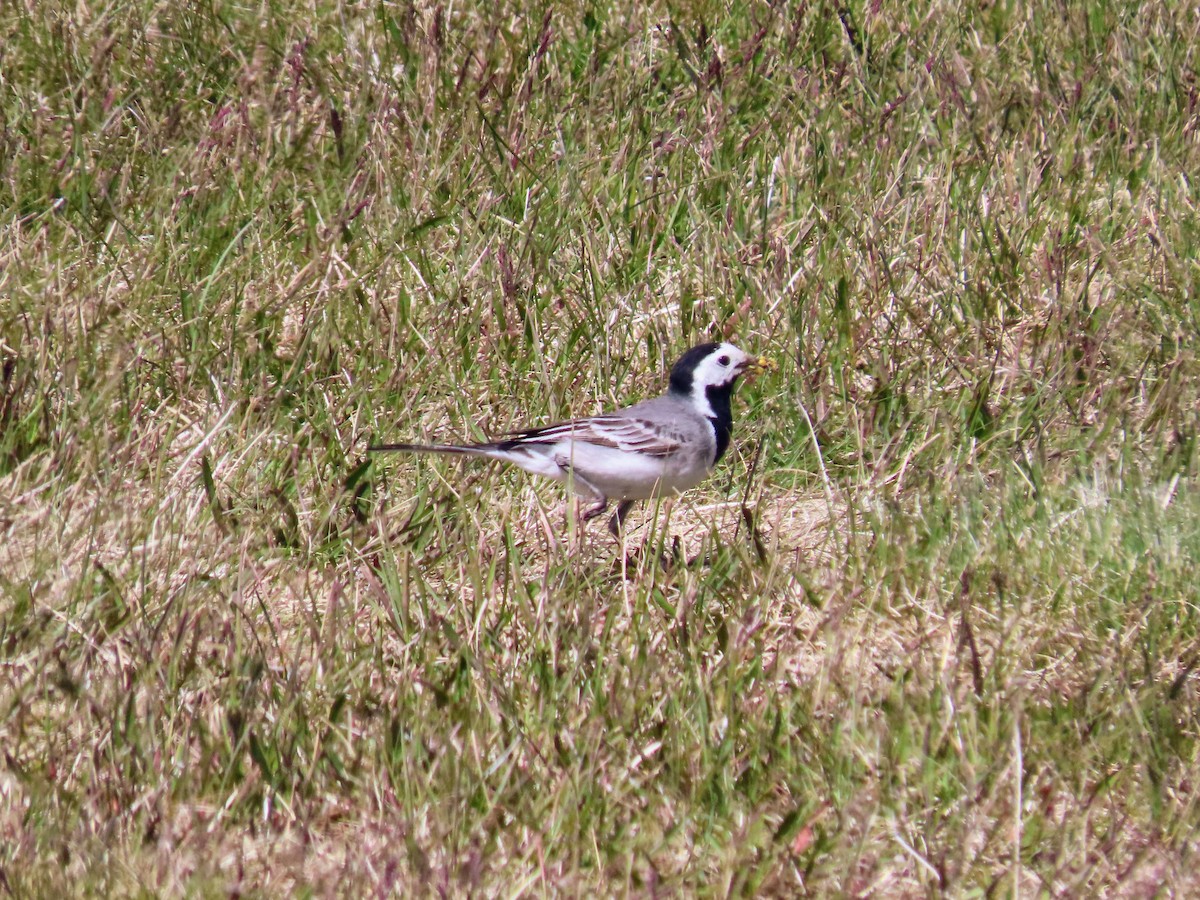 White Wagtail - ML620679897