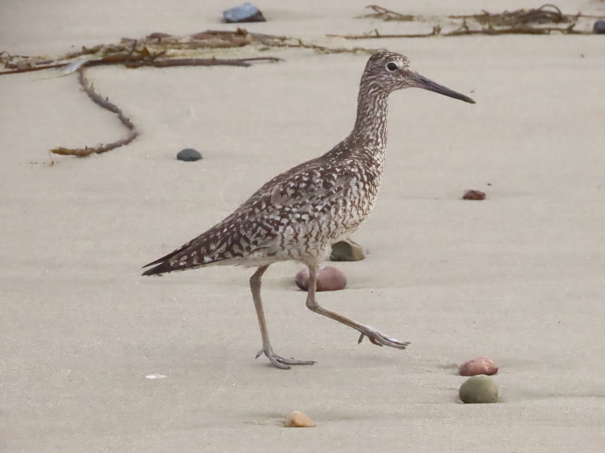 Willet - ML620679898