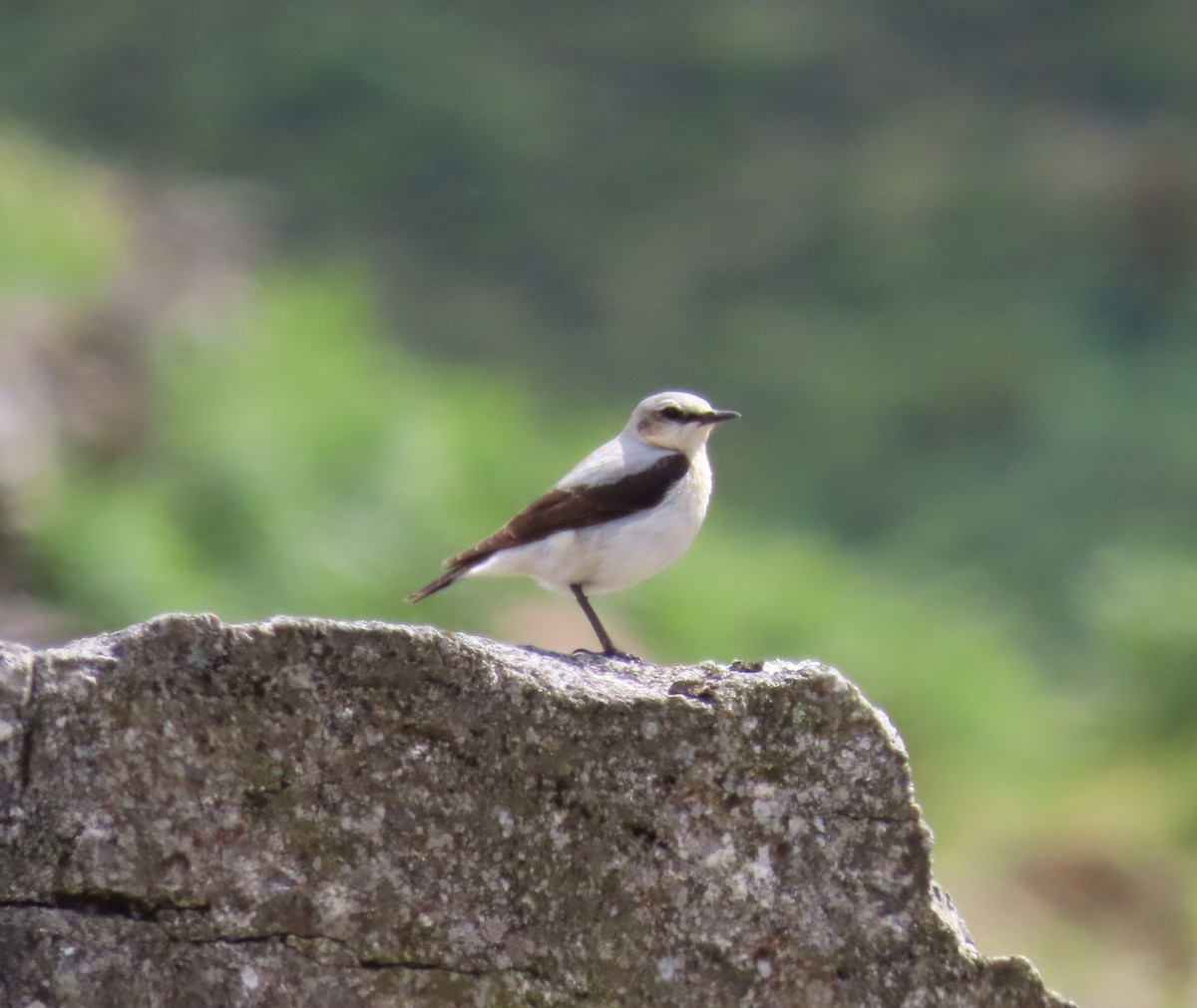 Northern Wheatear - ML620679899