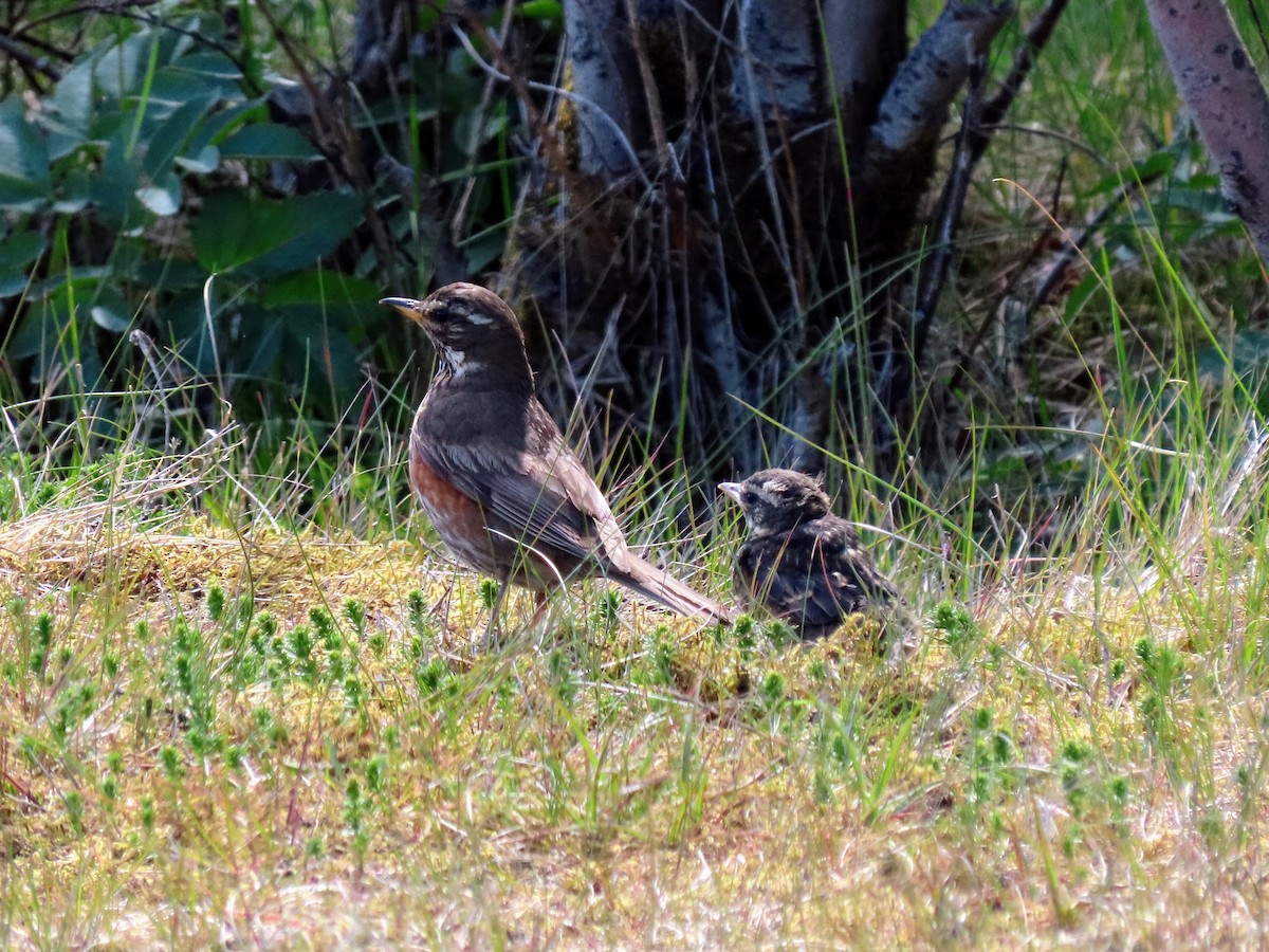 Redwing - ML620679901