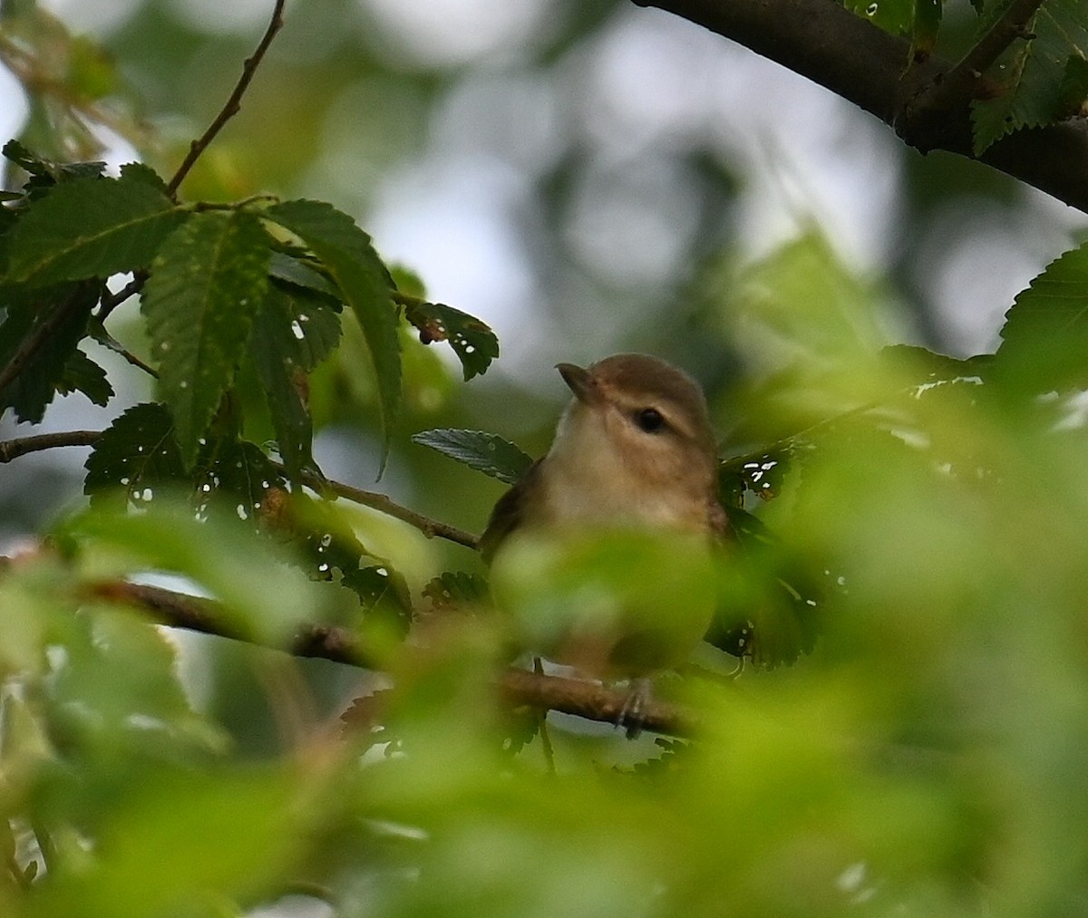 Warbling Vireo - ML620679902