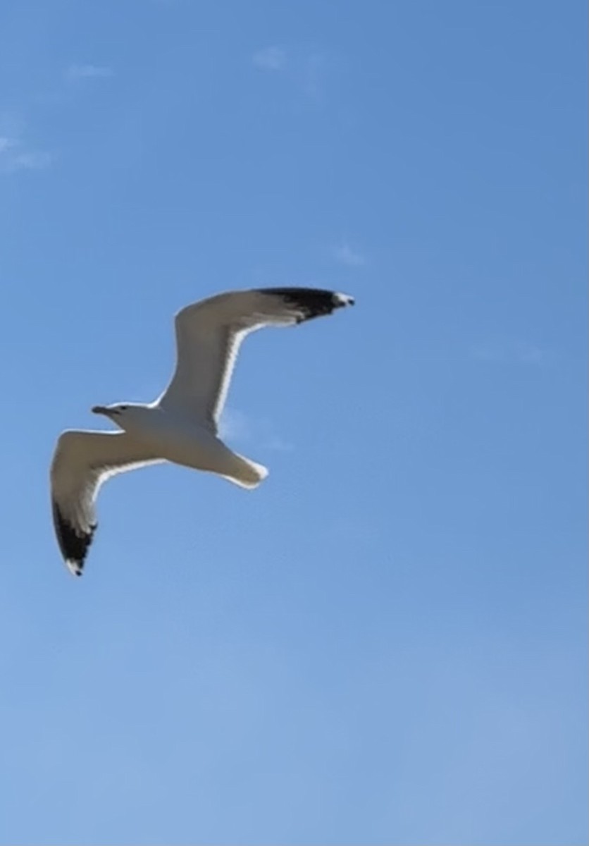 California Gull - ML620679903