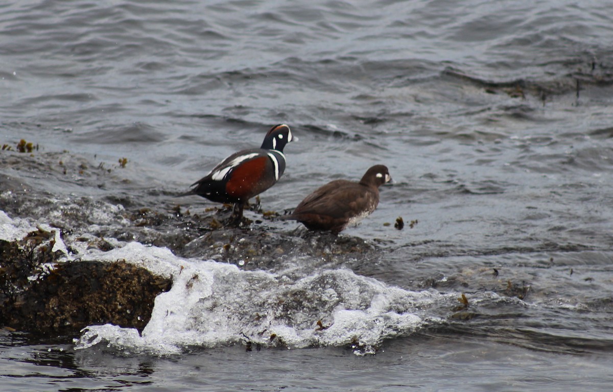 Harlequin Duck - Michelle Feng